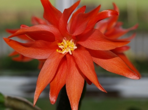 Flower1.jpg